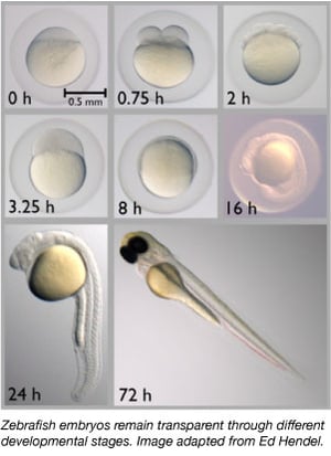 Five Popular Model Organisms